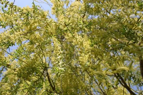 Weeping Willow Stock Photos