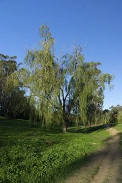 Weeping Willow Stock Photos