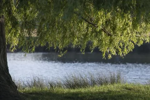 Weeping Willow Stock Photos