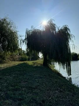 Weeping Willow Stock Photos
