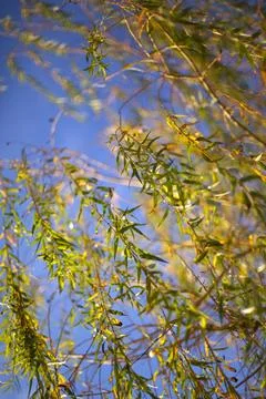 Weeping willow Stock Photos