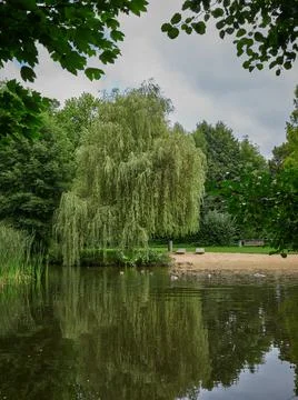Weeping willow at the pond 스톡 사진