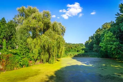 Weeping willow on pond Stock Photos