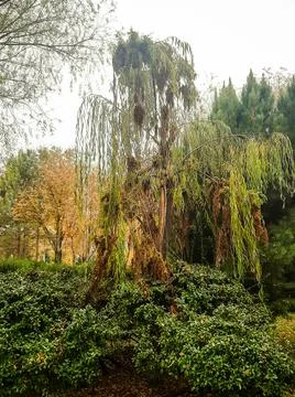Weeping Willow on Rainy Day 스톡 사진