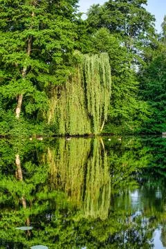 Weeping willow with reflection at a pond Stock Photos