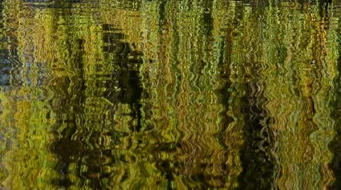 Weeping Willow Reflections in water Stock Footage 18188427