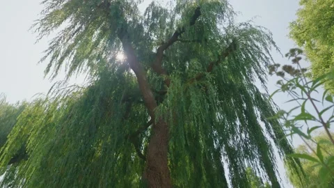 Weeping Willow Right Pan With Sun Streaming Through, Winchester Stock Footage 340603859