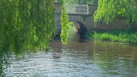 Weeping willow on the river bank Video stock 308394658