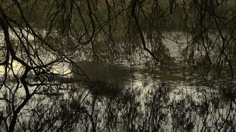 Weeping willow at a river Stock Footage 46314752