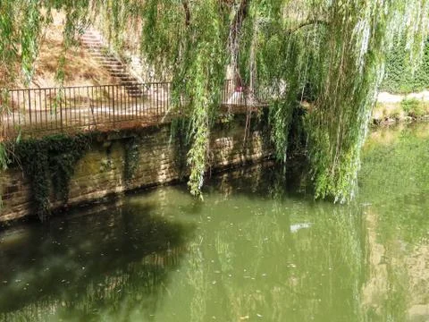 Weeping willow on river Stock Photos