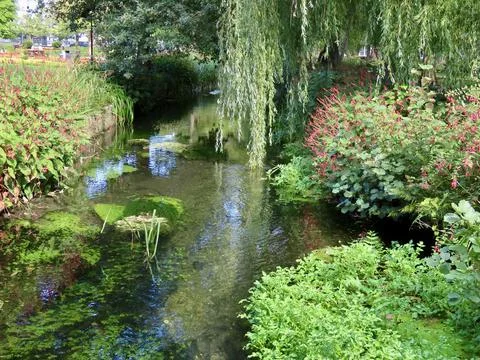 Weeping willow on river Stock Photos
