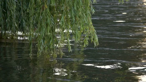 Weeping willow at the river spree in Berlin Stock Footage 114413881