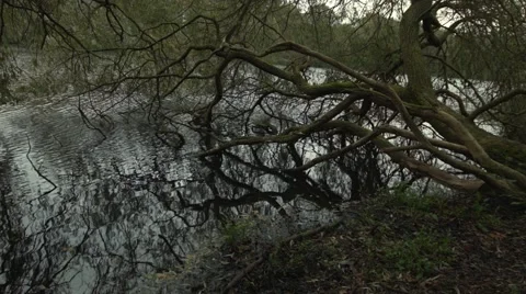 Weeping willow at a river wide Stock Footage 46173070