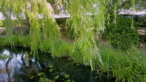 Weeping willow slow motion Stock-Footage 204148280