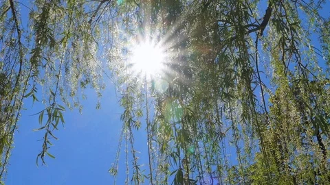 Weeping Willow in Spring Stock Footage 107154444