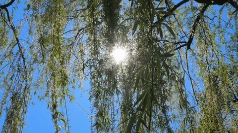 Weeping Willow in Spring Stock Footage 107154528