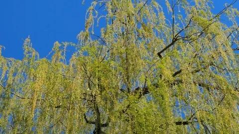 Weeping Willow in Spring Stock Footage 107154843