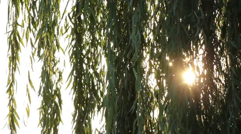 Weeping Willow with the sun Stock-Footage 5164230