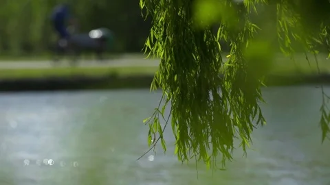 Weeping Willow Swaying Vídeo Stock 75451570