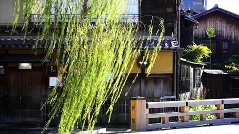 Weeping willow swaying in the wind in the Gion area, Kyoto, Japan Stock Footage 228824963