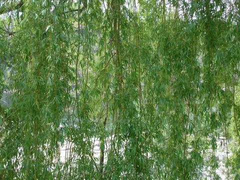Weeping Willow Textures 1 (graceful branches in landscape orientation) Stock Photos