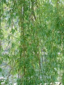 Weeping Willow Textures 2 (graceful branches in portrait orientation) Stock Photos