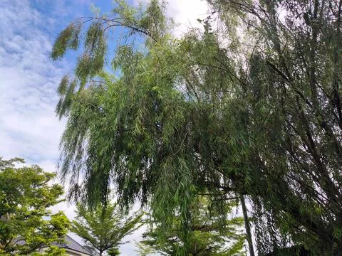 Weeping Willow Tree, also known locally as Liang Liu or the Weeping Widow Tree Foto stock