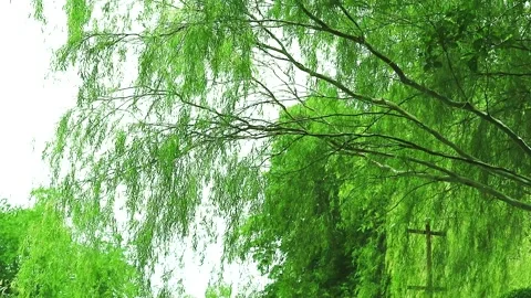 Weeping willow tree and green leaves wall swing by wind in garden1 Stock Footage 139801398