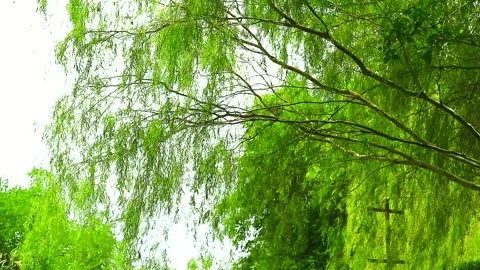 Weeping willow tree and light green leaves line in the garden1 Stock Footage 135808300