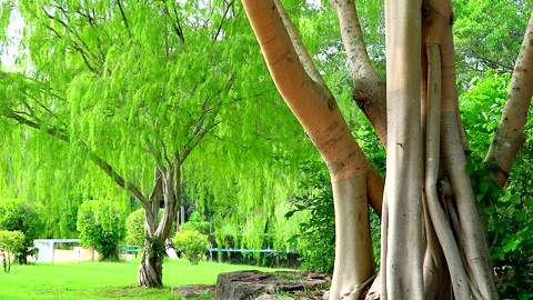 Weeping willow tree and light green leaves line swing by wind in the garden Stock Footage 138737285