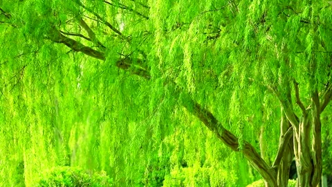 Weeping willow tree and light green leaves line swing by wind in the garden2 Stock Footage 138737309