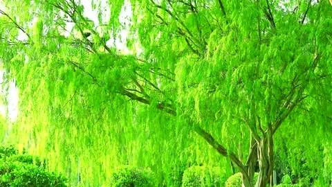 Weeping willow tree and light green leaves line swing by wind in the garden1 Stock Footage 138737821