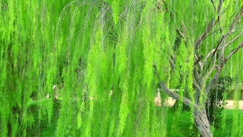 Weeping willow tree and light green leaves line swing by wind in the park Stock Footage 138738500