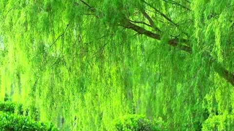 Weeping willow tree and light green leaves wall swing by wind Stock Footage 138738530