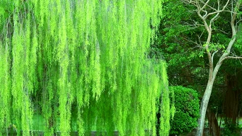 Weeping willow tree and light green leaves line swing by wind in the park1 Stock Footage 138740010