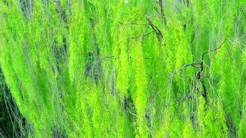 Weeping willow tree and light green leaves wall swing by wind in the park Stock Footage 138740017