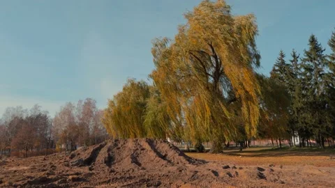 Weeping willow tree and light green leaves line swing by wind in the park Stock Footage 169361723