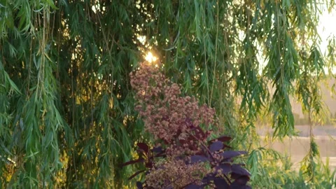 Weeping willow tree and smoke bush at sunset in a garden 库存影片 310309763