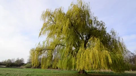 Weeping willow tree blowing wind Stock Footage 65155864