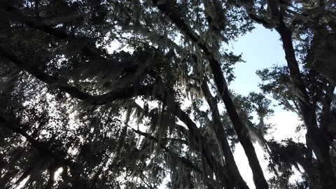 Weeping willow tree blowing in the wind. Stock Footage 118598851