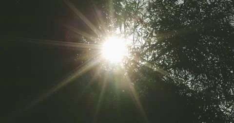 WEEPING WILLOW TREE BOKEH EVENING SUN Stock-Footage 203190422