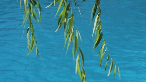 Weeping willow tree with branches and green leafs under sun light Stockbeeldmateriaal 103848084