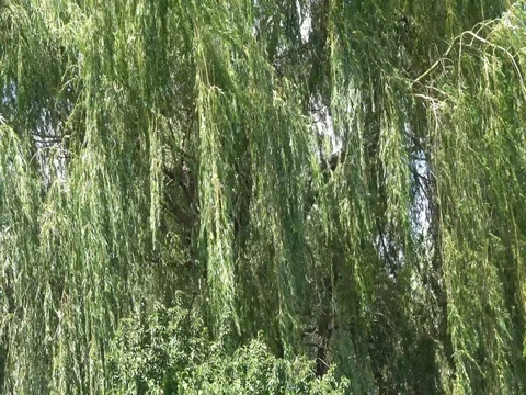 Weeping Willow tree branches blowing in wind. Close up center view 库存影片 78771946