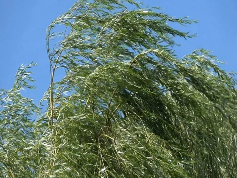 Weeping Willow tree branches blowing in wind.Close up top view Video stock 78771957