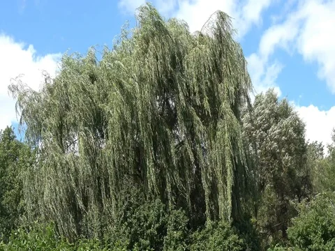 Weeping Willow tree branches blowing in wind. Wide angle view Stock Footage