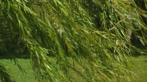 Weeping willow tree branches HD Stock Footage 12154128