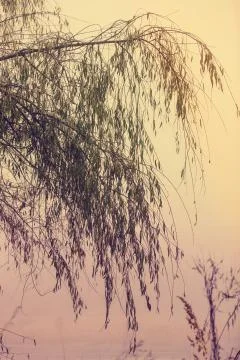 Weeping willow tree branches Stock Photos
