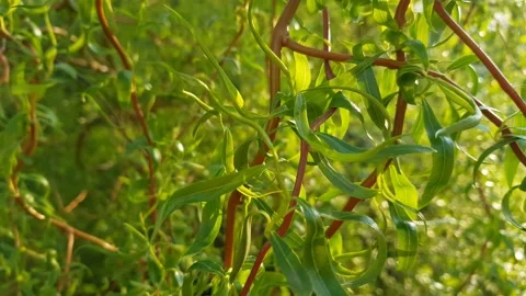 Weeping willow tree branches in spring park. Stock Footage 239155375