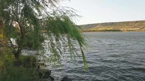Weeping willow tree branches sway gently over rippling Lisi lake water. Tbili Stock Footage 342848488
