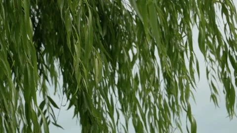 Weeping Willow Tree Branches Swaying in Gentle Wind Stock-Footage 334636565